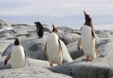 Penguins Antarctica