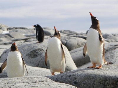 Penguins Antarctica