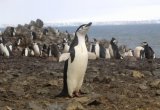 Penguins Antarctica