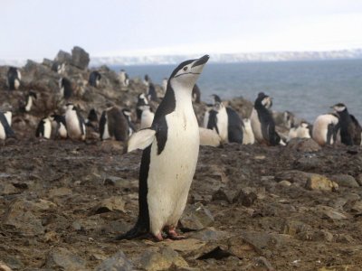 Penguins Antarctica