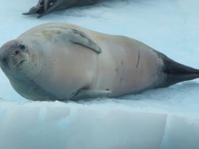 Seal Antarctica