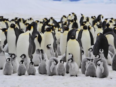 antarctica cruises uk