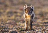 Arctic Fox