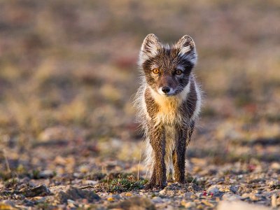 Arctic Fox