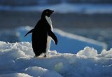 Adelie Penguin