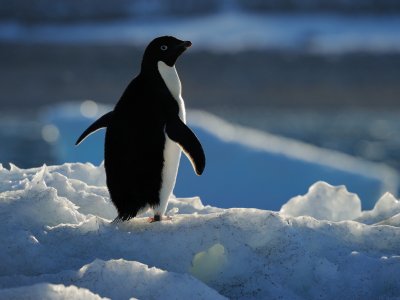 Adelie Penguin