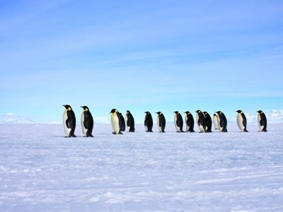 Emperor Penguin