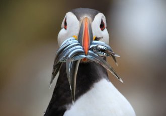 Puffin, Shetland Islands