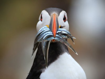 Puffin, Shetland Islands