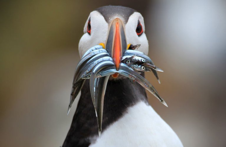 Puffin, Shetland Islands