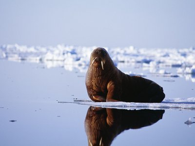 Walrus