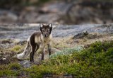 Arctic Fox,