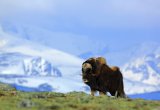 Muskox Greenland