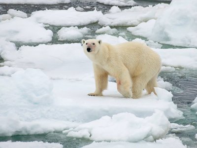 Polar Bear