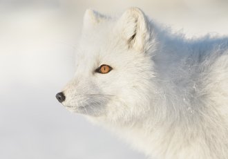 Arctic Fox