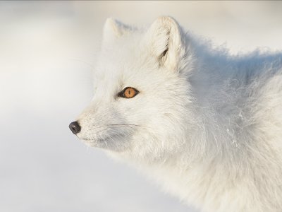 Arctic Fox