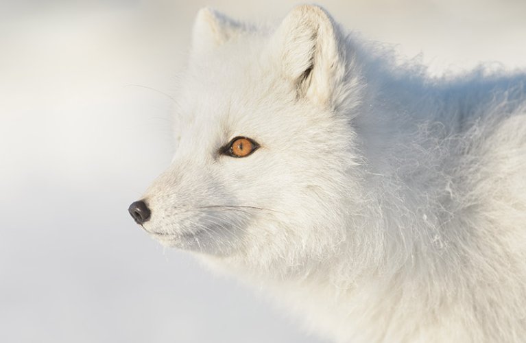 Arctic Fox