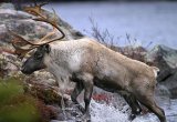 Caribou