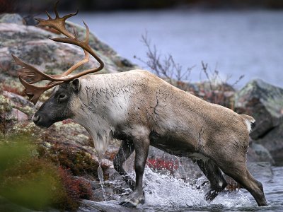 Caribou