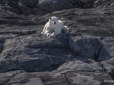 Polar Bear, Arctic