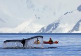 Whale Antarctica