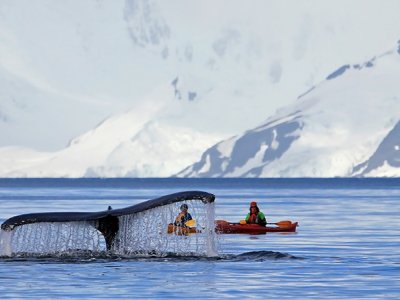 Whale Antarctica