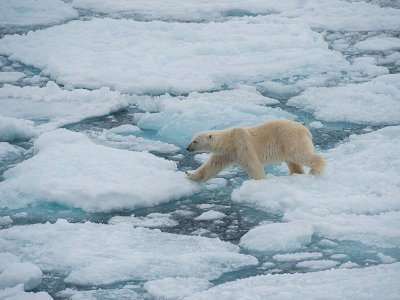 A polar bear