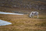 Arctic reindeer