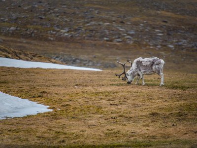 Arctic reindeer