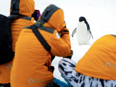 Penguin Photography