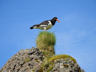 Iceland