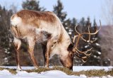 Caribou, Canada