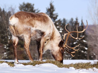 Caribou, Canada