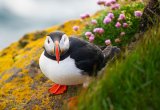 Puffin, Labrador