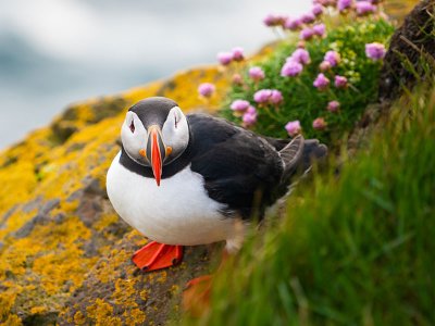 Puffin, Labrador