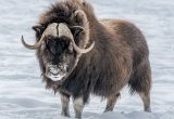 Musk Ox