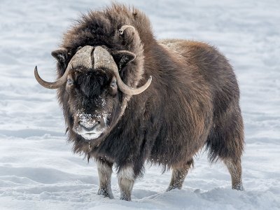 Musk Ox