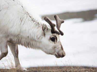 Svalbard