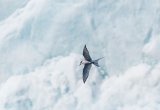 Arctic Tern