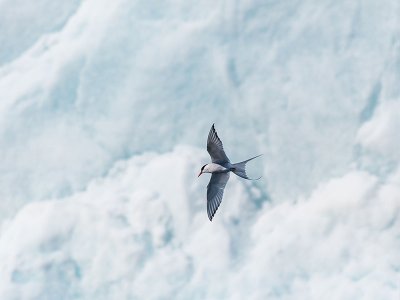 Arctic Tern