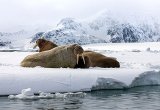 Walrus, Svalbard