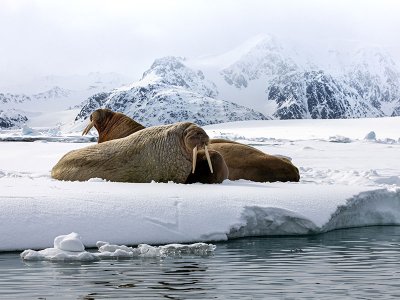 Walrus, Svalbard