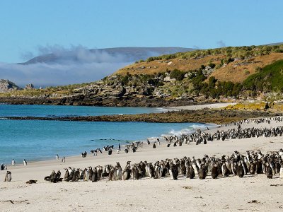 Falkland Islands