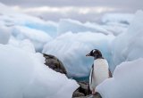 Antarctica penguin