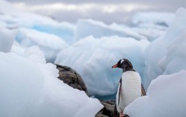Antarctica penguin