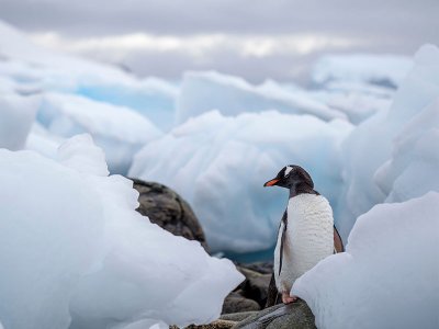 Antarctica penguin