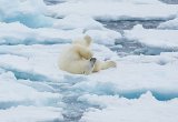 Polar bear north Spitsbergen