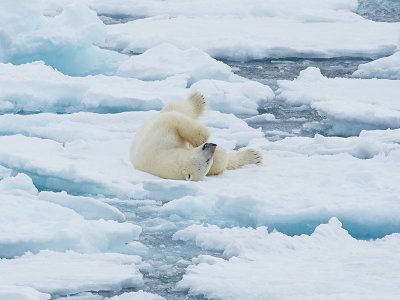 Polar bear north Spitsbergen