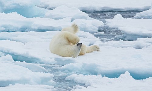 Polar bear north Spitsbergen