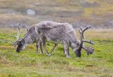 Reindeer, North Spitsbergen